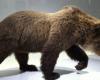 Death of the bear Cannelle in the Pyrenees: “For 10 years, on this date, I received death threat letters”