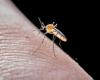 Dengue epidemic active in Martinique, “very active” in Guadeloupe