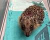 The Landes Paloume center is organizing a food drive for the hedgehogs it cares for