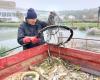 Pollution of the Loing canal: the prefect orders the emptying of water that is deadly for fish