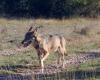 the wolf prowls the Larzac