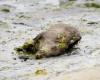 Four dead wild boars found on two beaches in the bay of Saint-Brieuc