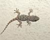 Geckos, these reptiles living in warm countries around the Mediterranean, increasingly present in Indre-et-Loire