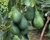 “The determination of clients to lower the prices of Moroccan avocados is obvious”