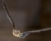 Sonar, a precision tool used by bats to travel long distances