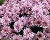 Where do the chrysanthemums in Parisian tombs come from?