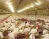 Maximum producer prices for live chicken at 3.5 dinars/kg include sales at farmer level