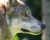 Where is wolf monitoring in Maine-et-Loire?