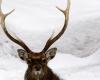 Federal Court suspends deer slaughter in Geneva – rts.ch