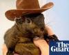 Peanut the Instagram-famous squirrel is seized by New York officials | Animals