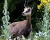 Doubs. Aspas denounces the legitimacy of the annual chamois hunting plan