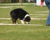 The Canine du Lot digging competition is on November 10, 2024 – Medialot