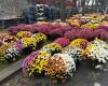 All Saints' Day: chrysanthemums are still popular in Rennes cemeteries