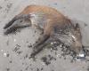 Wild boars found dead on a Hillion beach. Associations suspect green algae and demand autopsy results