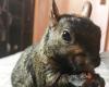 Social Media Star Peanut the Squirrel Seized by New York Authorities