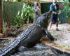 Cassius, the world's longest crocodile, died at over 120 years old