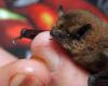 Bats, birds… The LPO is looking for volunteers in civic service in Maine-et-Loire