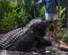 He measured 5m48 and weighed 1 ton: Cassius, the largest captive crocodile in the world, is dead