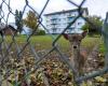 Death of two fawns in the Payerne park: the public called to order