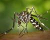 Tiger mosquitoes: why are they still so numerous?