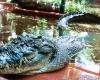 Cassius, the world’s largest captive crocodile, has died