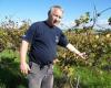 Administrative problem, poor treatment of the vines… a wine farm in danger in Charente-Maritime