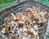 it's time to go for chanterelles, an excellent mushroom, easy to find