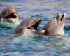 dolphins caught drugging themselves with a deadly toxin!