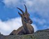 Graubünden hunters must kill more ibexes