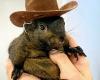 A popular squirrel on social networks euthanized by the authorities