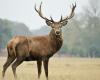 three large deer were killed by hunters in less than two weeks