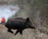 wild boars in the line of sight