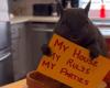 Peanut The Squirrel: Why did New York officials euthanize Peanut the Squirrel? Here’s what happened