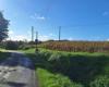 Assassination attempt in a cornfield in Brittany