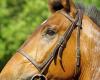 A young rider between life and death after a fall on horseback in Lot-et-Garonne