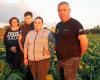 “I was already cutting cauliflowers at the age of 10”: succession is assured for these market gardeners from Plougrescant