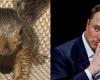 Peanut the Squirrel’s euthanasia: Elon Musk calls Biden administration a ‘heartless killing machine’