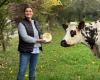 this farm receives three medals for its organic raw milk cheese