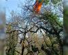 Dordogne firefighters rescue paraglider stuck in tree five meters high