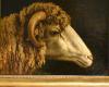 To discover at the Gévaudan museum in Mende: “Study for a ram’s head”, by Horace Vernet