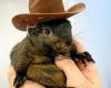 Squirrel “Peanut”: Authorities confiscate famous rodent