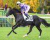 Baba Sim in interesting base in Monday’s Quinté+ at Fontainebleau