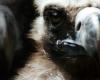 VIDEO. Horrible images of the attack of a flock of vultures on a cow and her calf in Aveyron