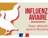 Avian influenza | Extension of the protection and surveillance zone in Morbihan – Nov. 2, 2024 – News – News