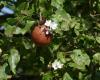 This town of Seine-Saint-Denis offers 600 fruit trees to its inhabitants