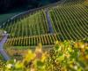 Côtes de l’Orbe: the rough diamond of the Vaudois vineyard