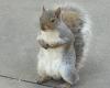 Peanut the squirrel, euthanized by a Democratic state