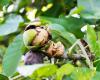 Resilience: The South-West nut industry wants to reinvent itself in the face of climate challenges | Agriculture Massif central