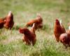 A new outbreak of avian flu detected in Brittany