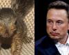 Elon Musk Mourns Peanut’s Euthanasia